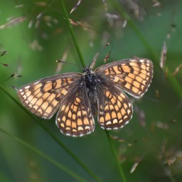 Kesällä tarkkaillaan perhosia