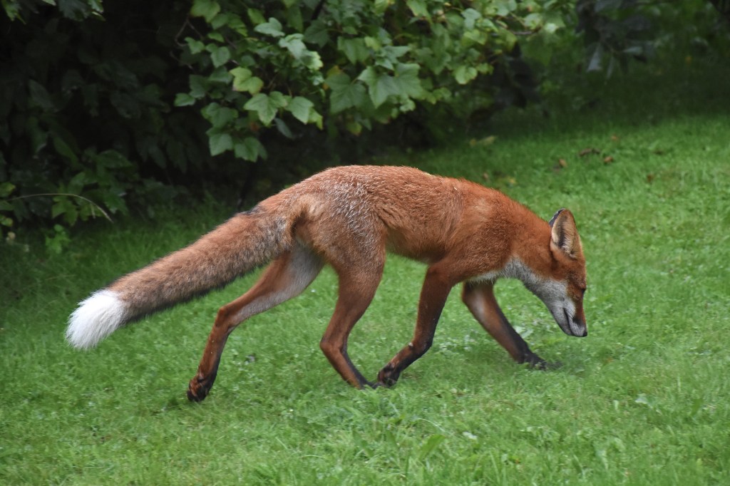 Kettu ruoanhakumatkalla pihallamme