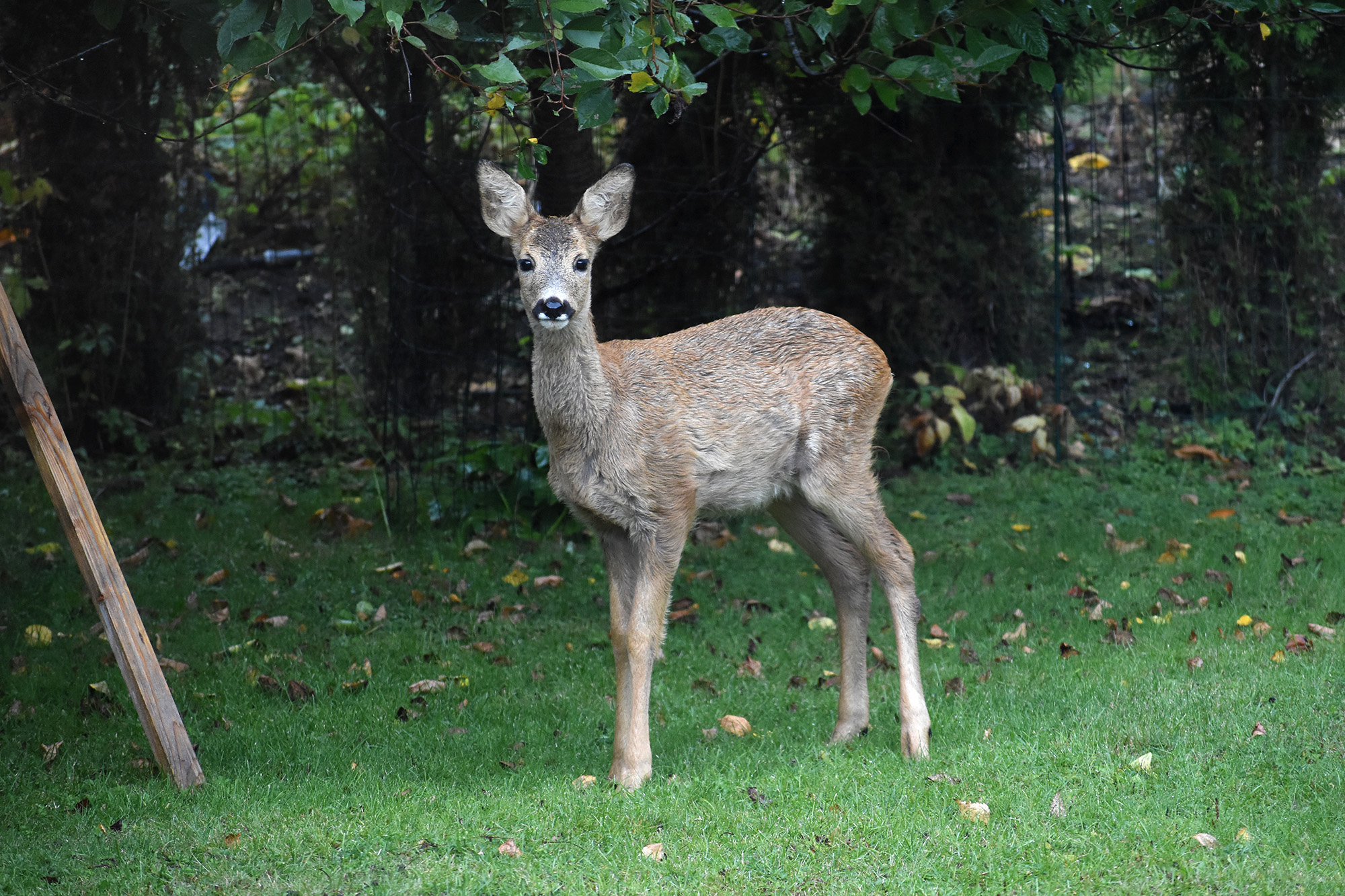 Metsäkauriin intensiivinen tuijotus