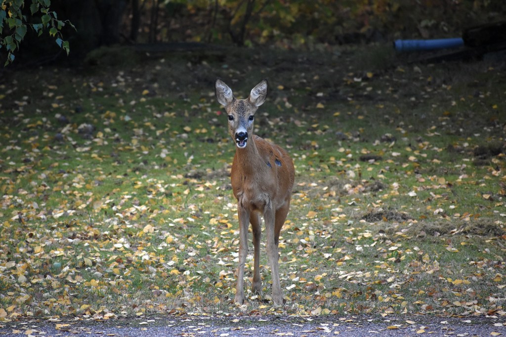 Metsäkauris syyskuisessa pihamaisemassa