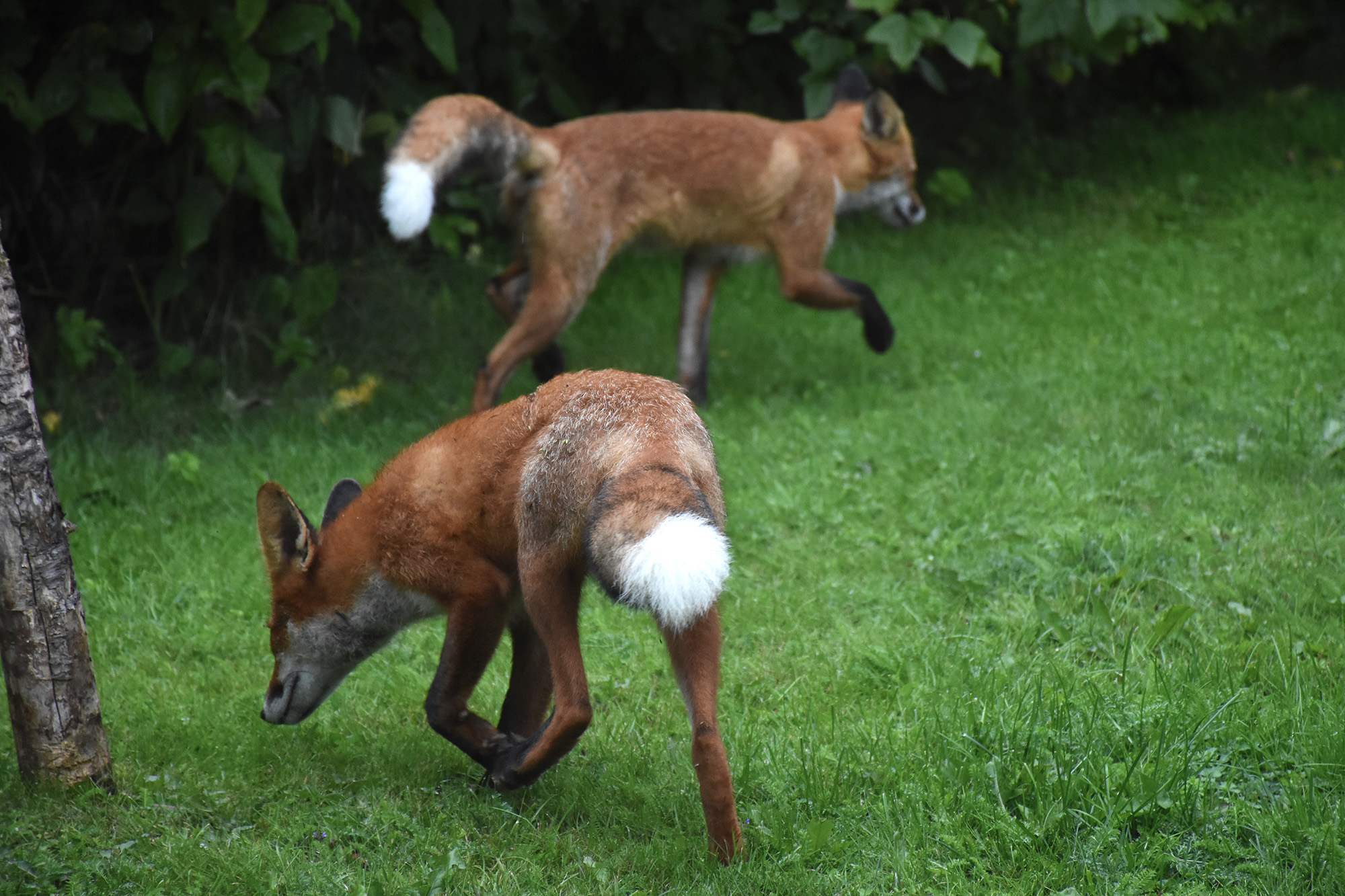 Nuoret ketut tutkimusmatkalla kotipihallamme
