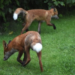 Kotipihan ketun paluu ja metsäkaurisperhe