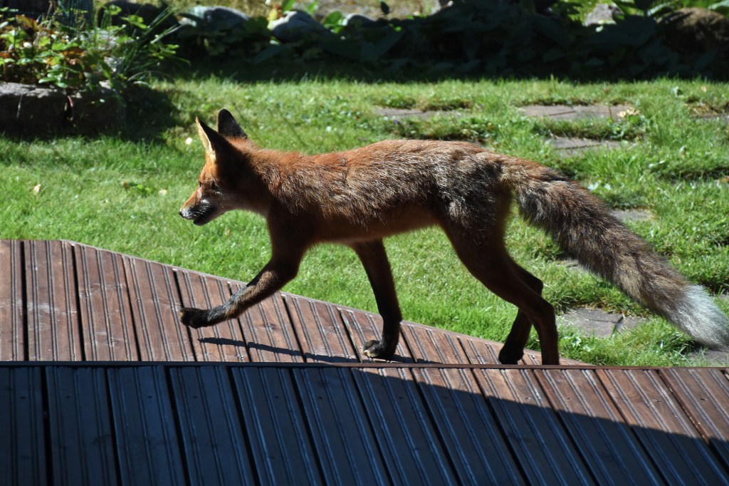 Nuori kettu aamulenkillä