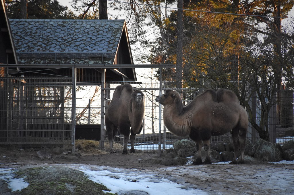 Korkeasaaren kamelit talvella