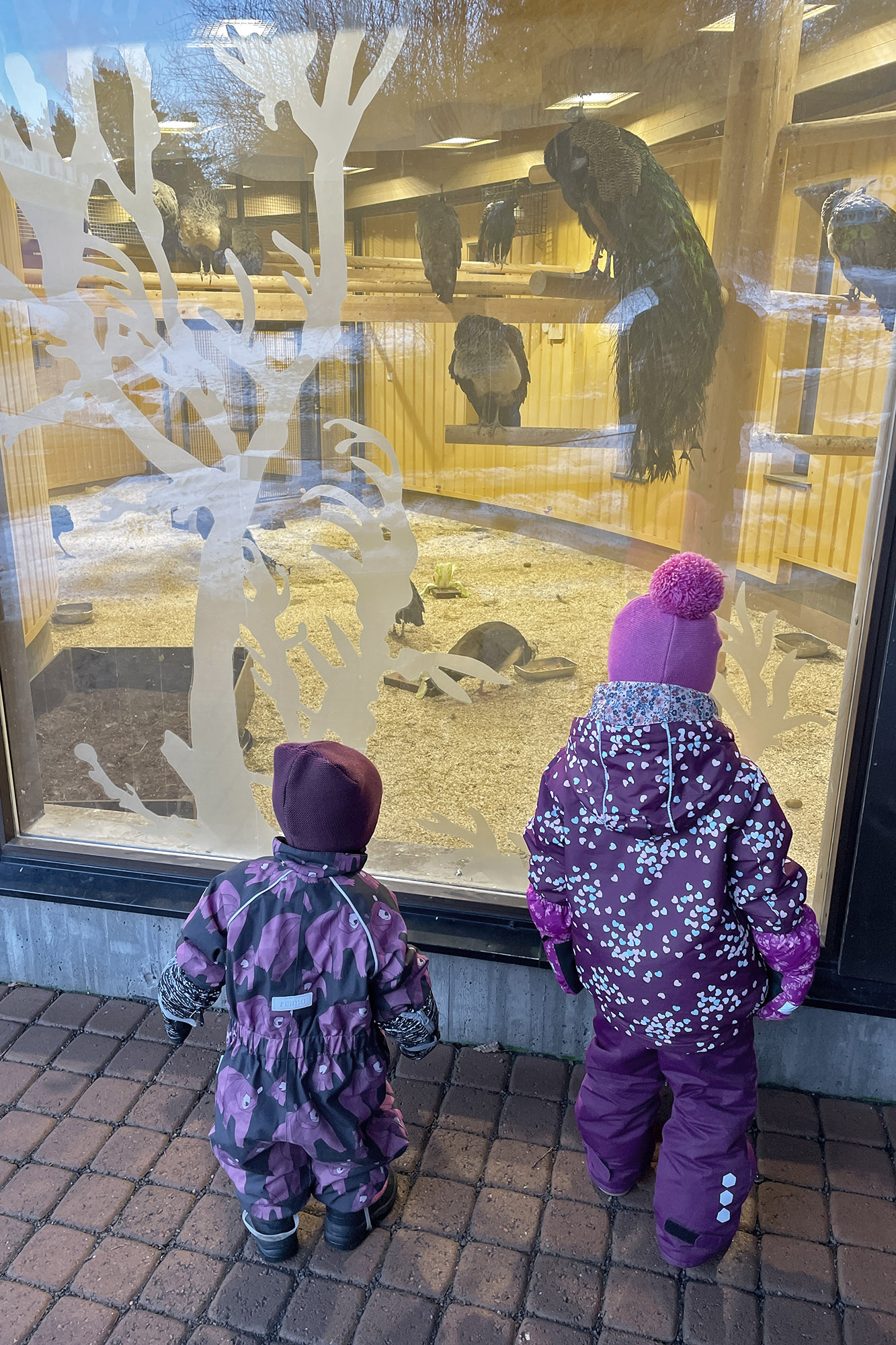 Tytöt ihmettelevät Korkeasaaren riikinkukkoja