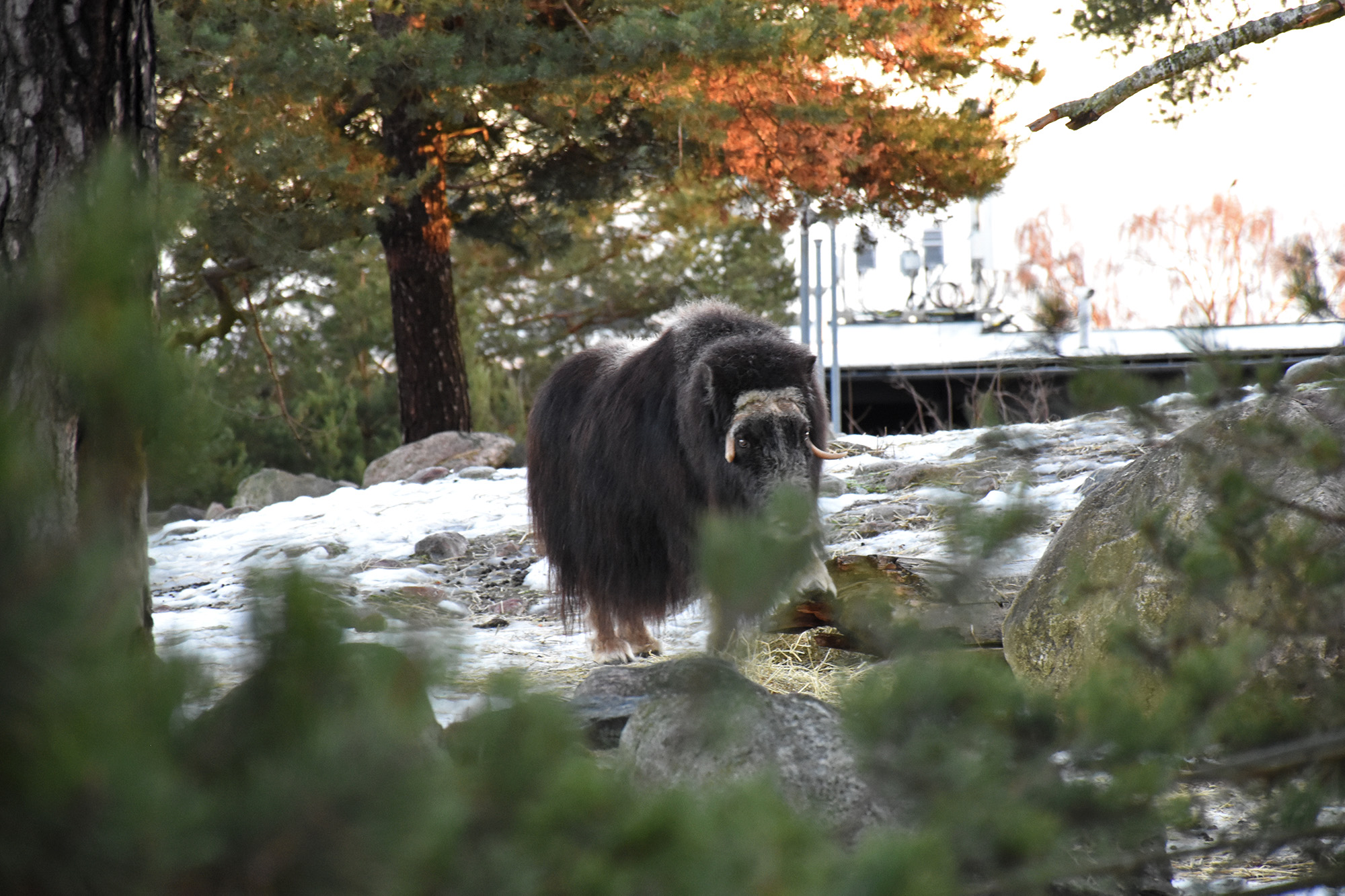 Myskihärkä Lya Korkeasaaressa tammikuussa