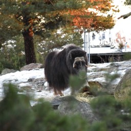 Talvinen Korkeasaaren eläintarha lasten kanssa