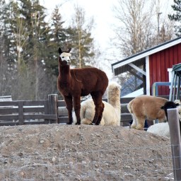 Ali-Ollin Alpakkatilan talvitapahtumassa