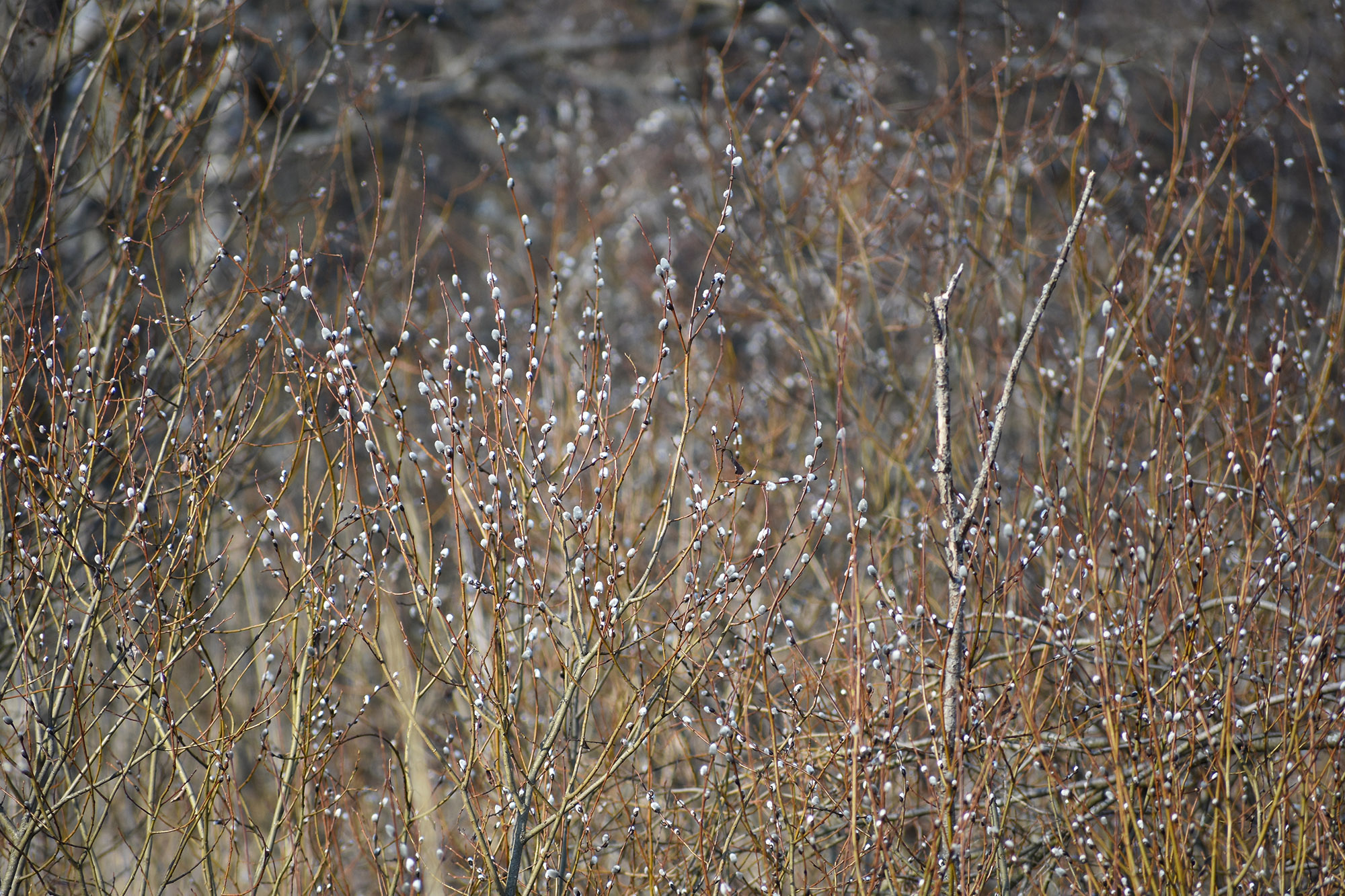 Kevät vauhdissa Suomenojan lintualtailla