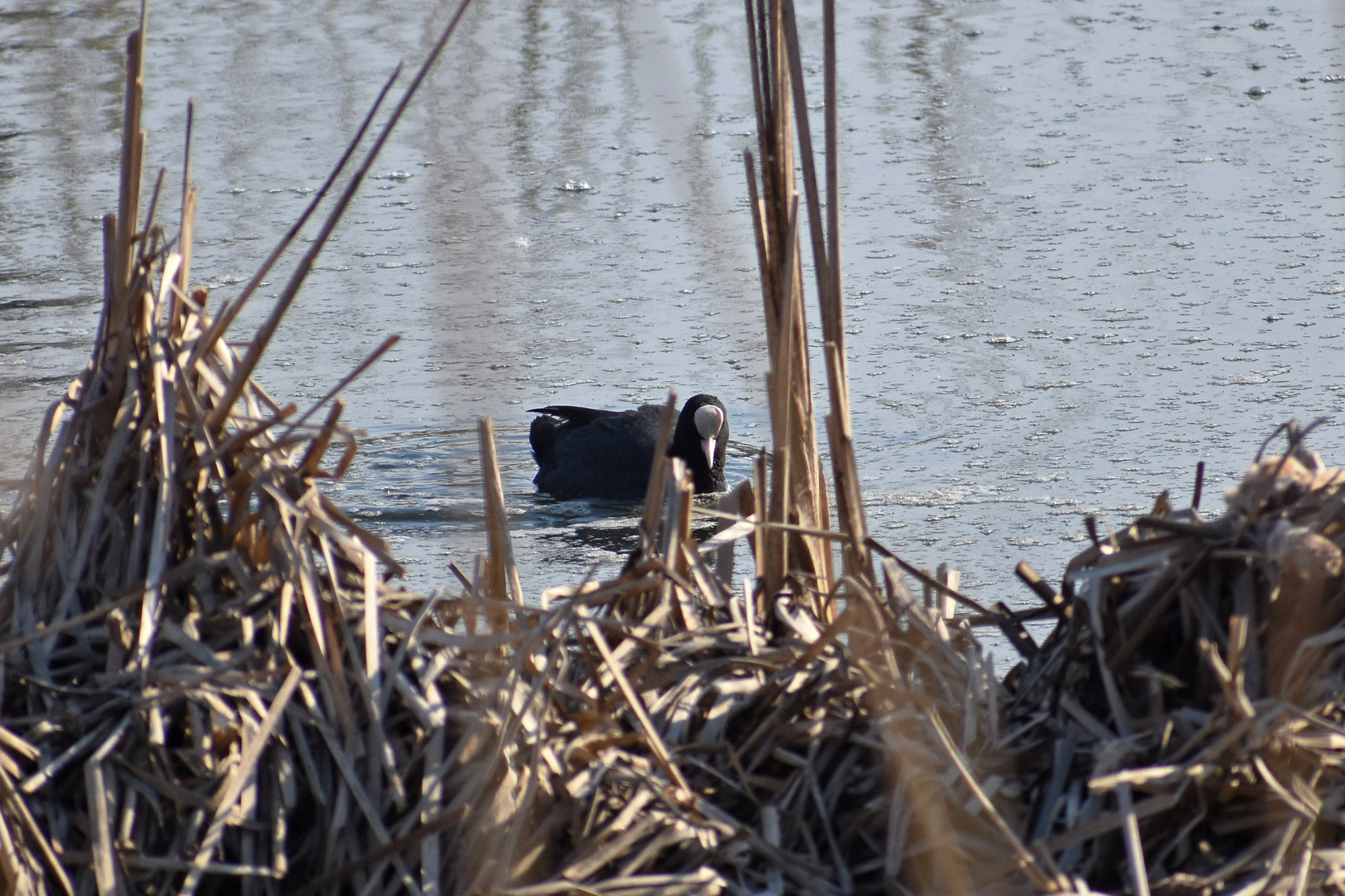 Nokikana Suomenojan lintualtailla huhtikuussa 2023