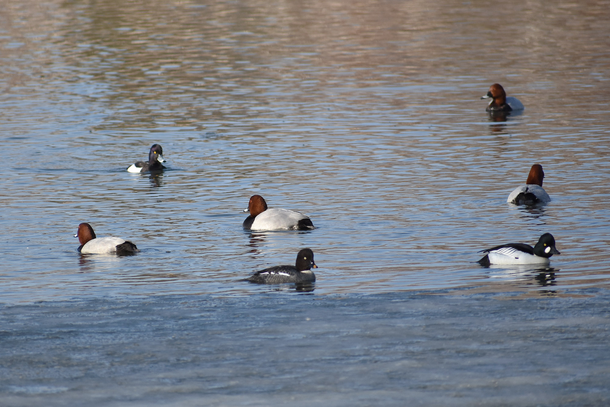 Telkät, punasotkat ja tukkasotka huhtikuussa 2023