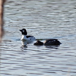 Vuoden ensimmäinen linturetki Suomenojan lintualtaille