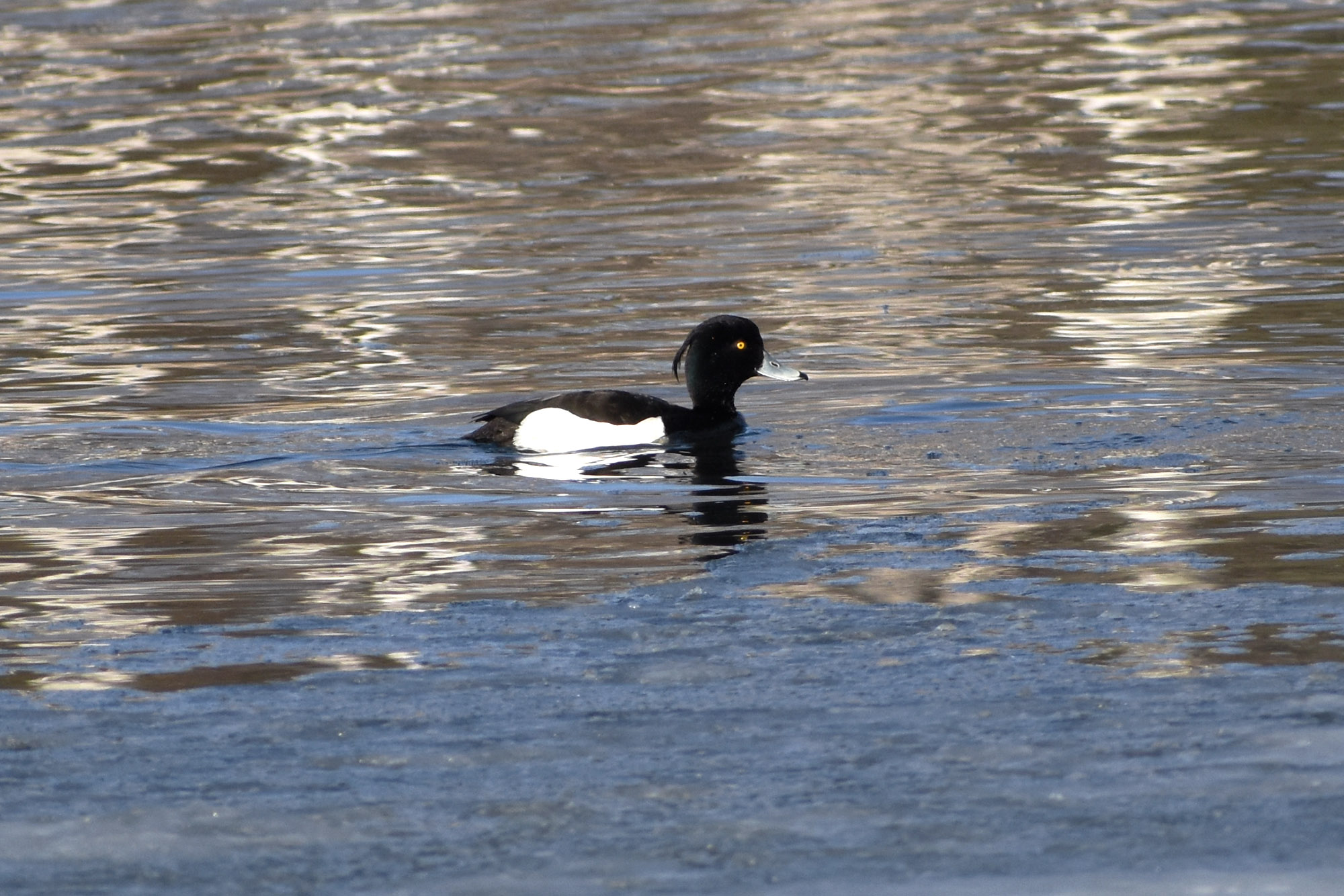 Tukkasotka jäälautan reunalla