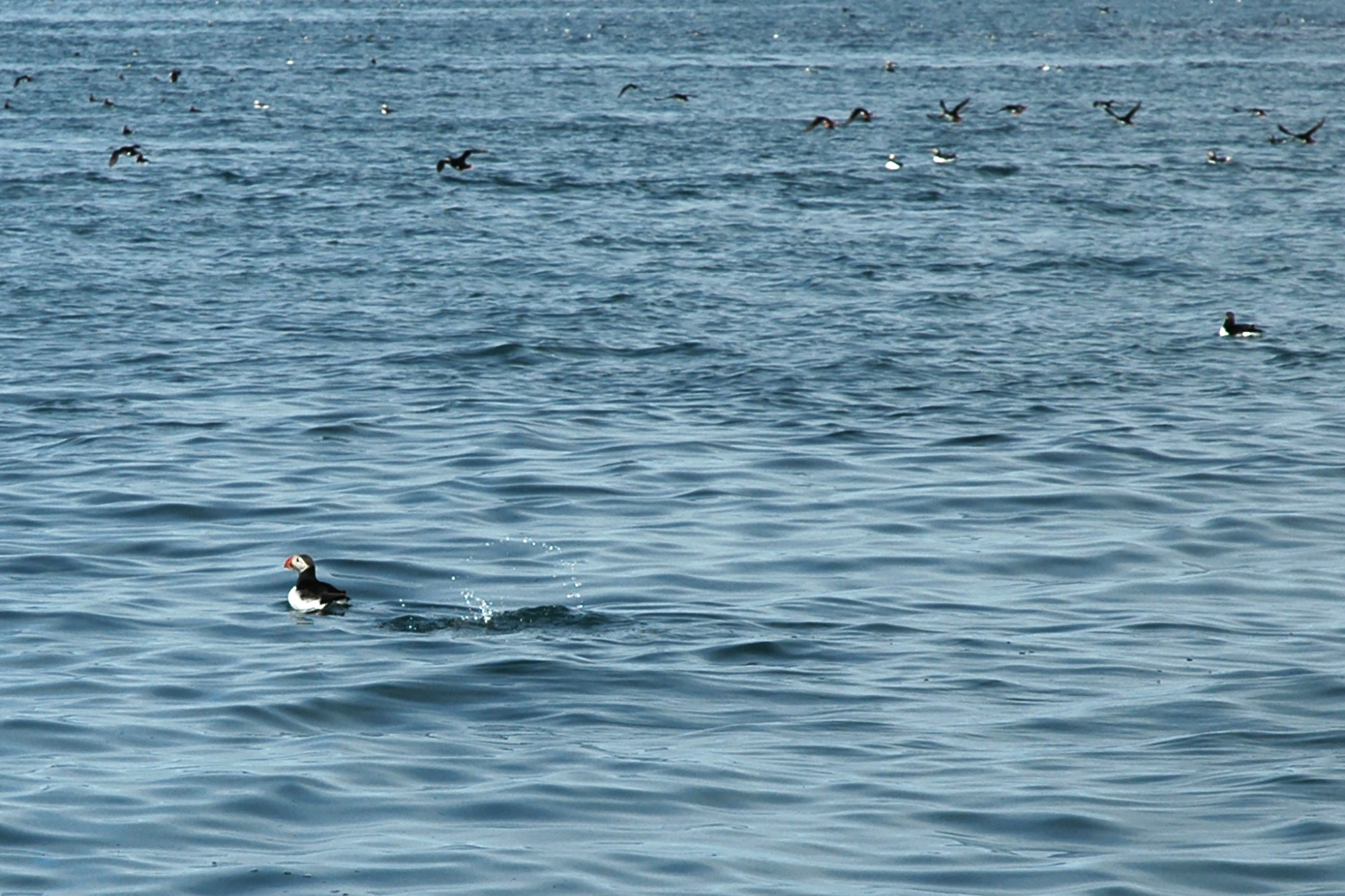 Lunneja vedessä Islannissa
