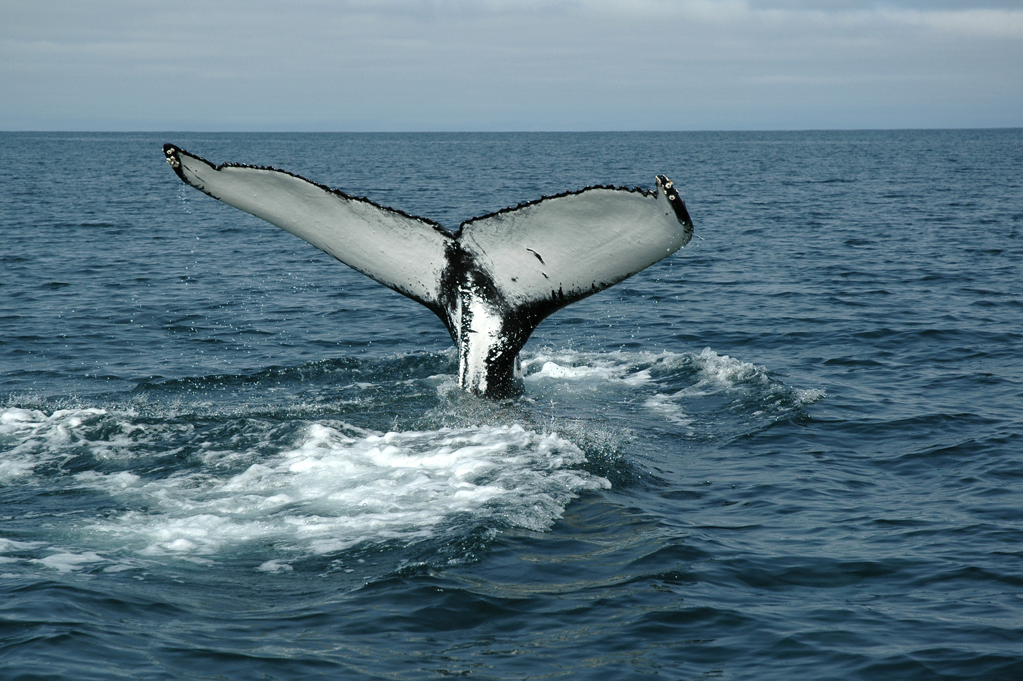 Ryhävalaan pyrstö - valassafari Islannissa