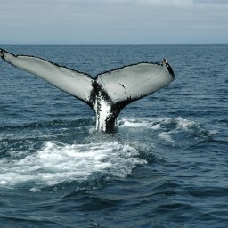 Valassafari Reykjavikissa Faxaflóin lahdella