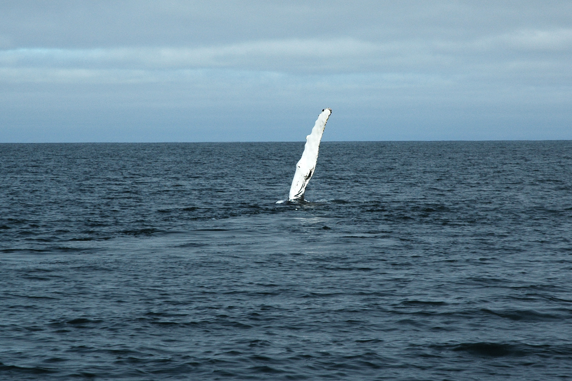 Ryhävalaan vilkutus - valassafari Islannissa