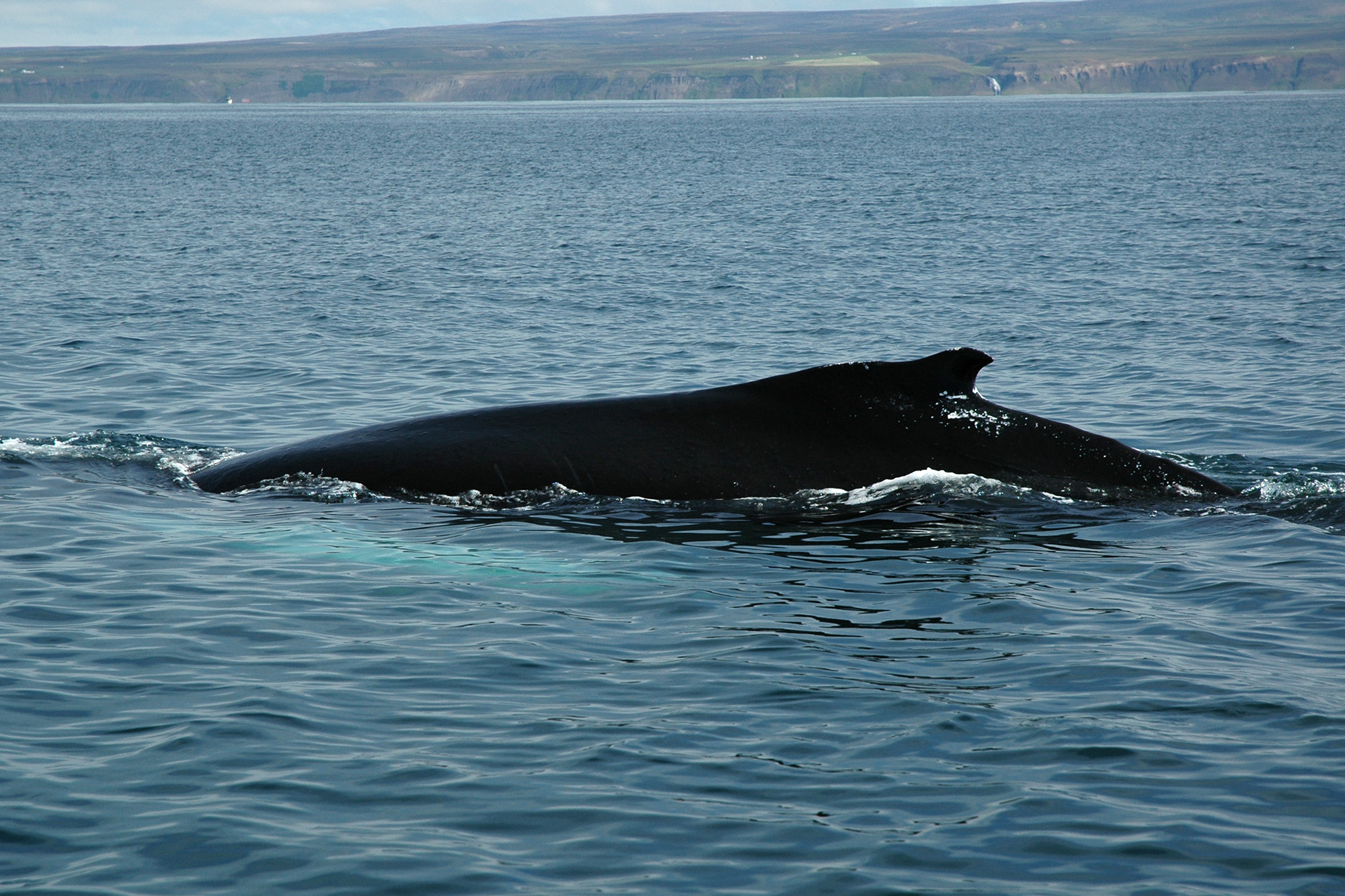 Ryhävalas valassafarilla Islannissa