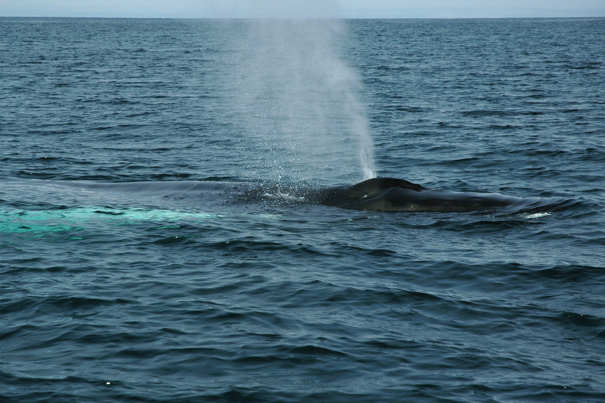 Valaan vesisuihku - valassafari Islannissa