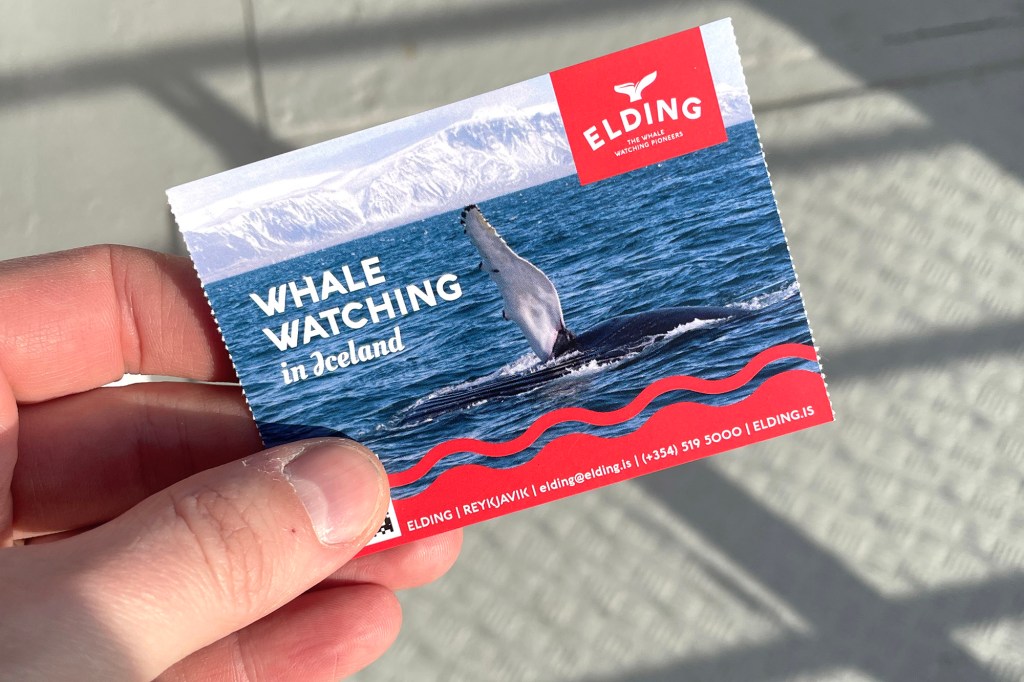 Elding-yrityksen järjestämä valassafari