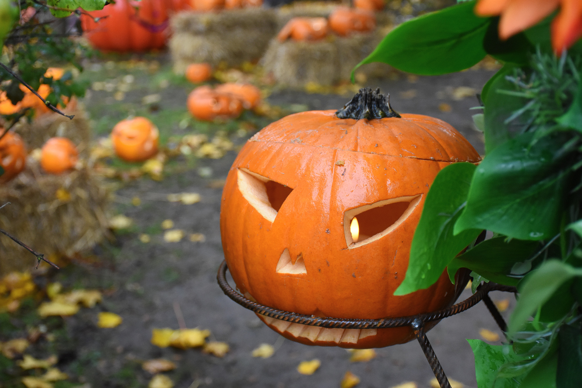 Tyylikäs kurpitsalyhty