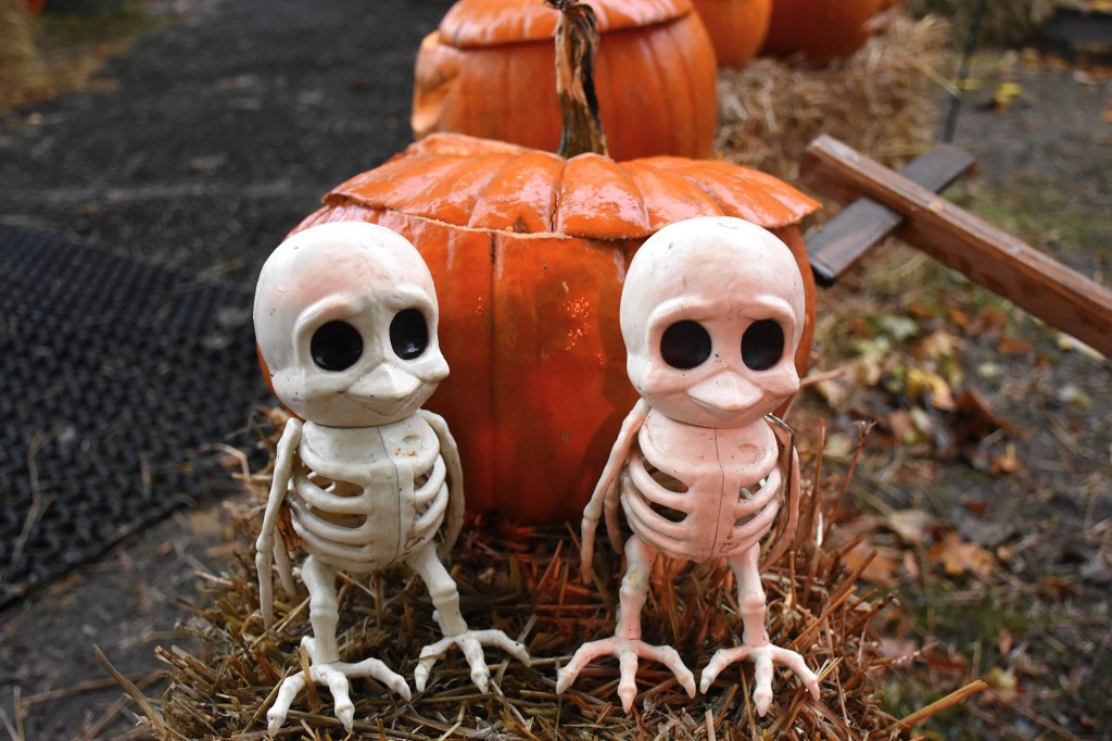 Lintujen luurangot ja kurpitsa