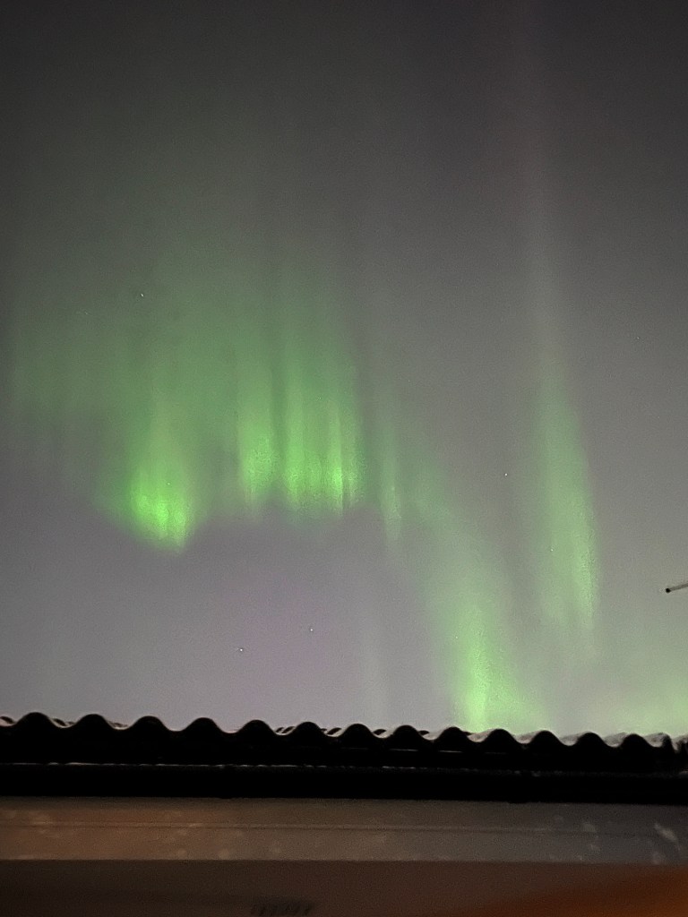 Revotulet takapihalla