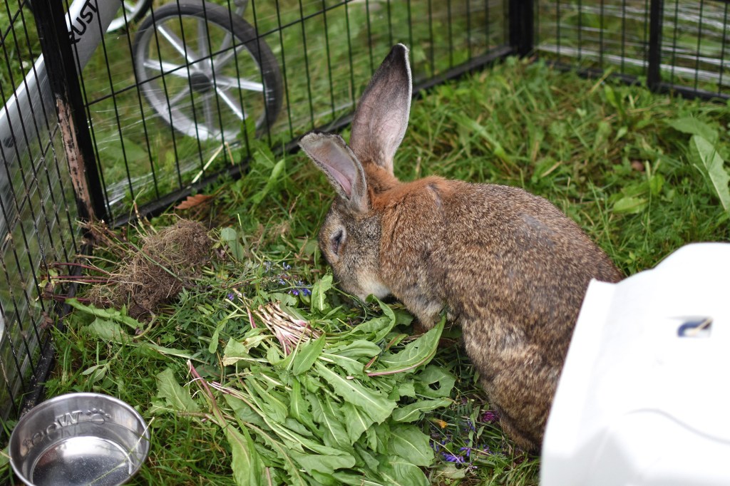 Belgianjättikani Heinolan maalaismarkkinoilla