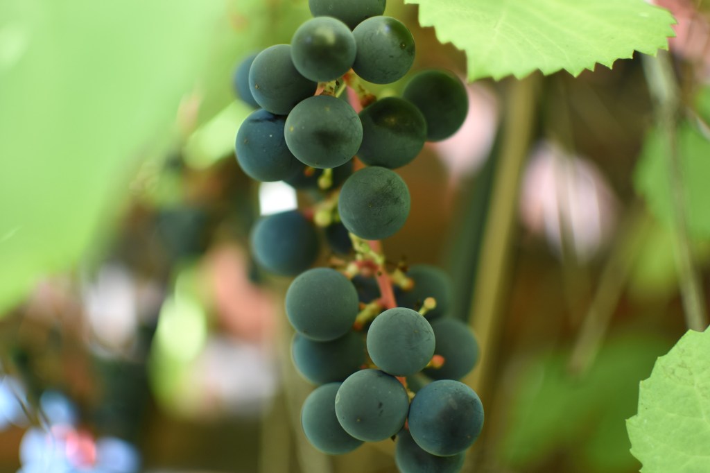 Viinirypäleitä takapihalla