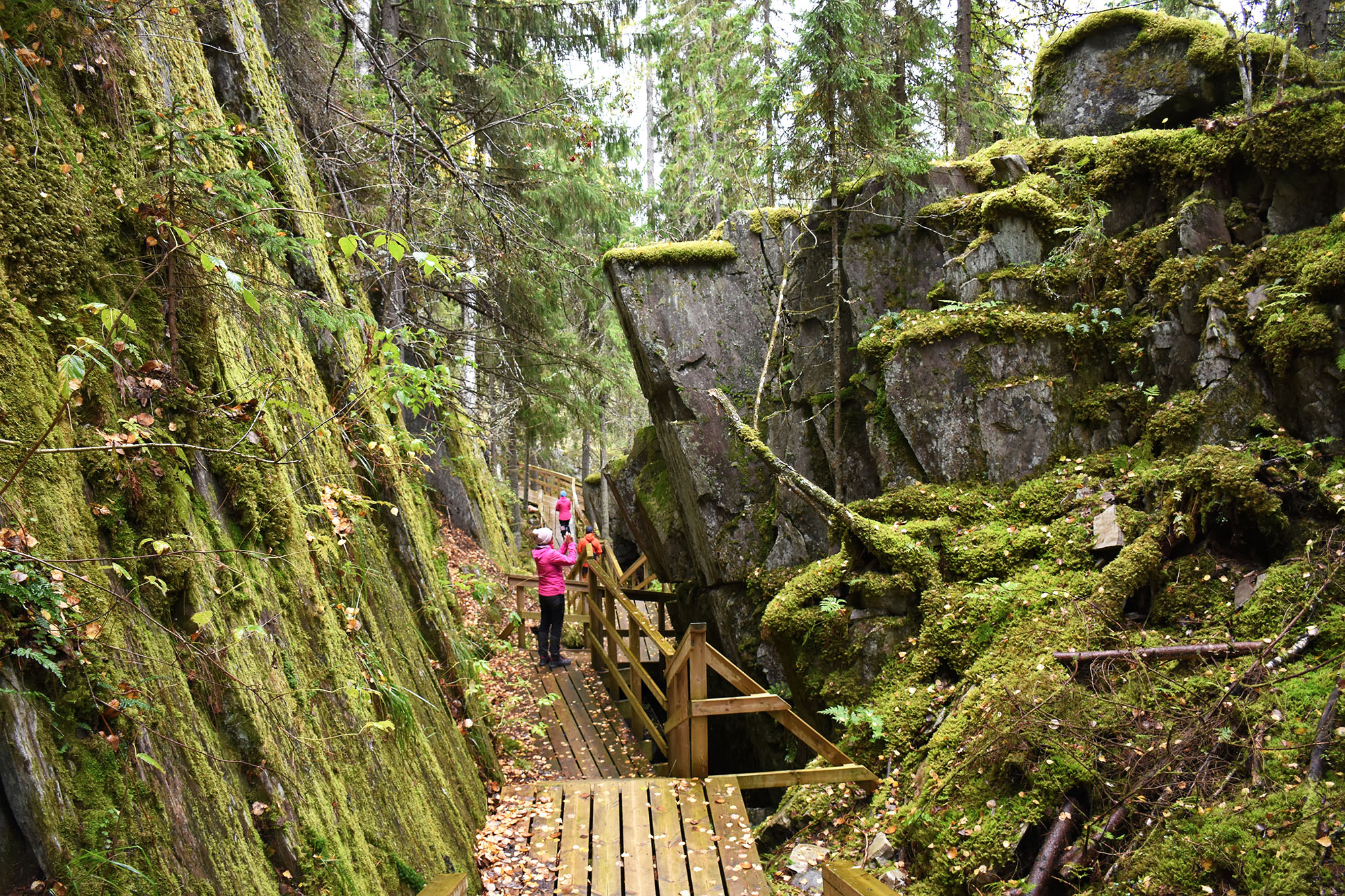 Mäkiaution rotko Tahkolla