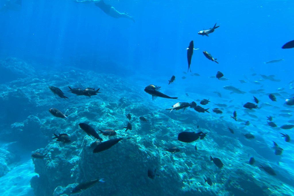 Kaloja Agia Napan rantavedessä