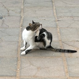 Kypros – kissojen saari