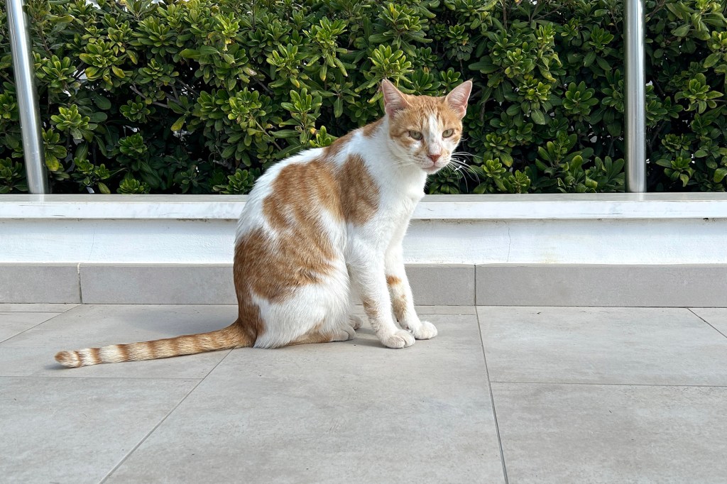 Hotellin kissa poseeraan Kyproksella