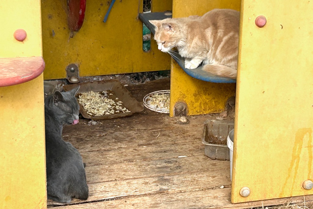 Kissojen ruokintapaikka - Kypros