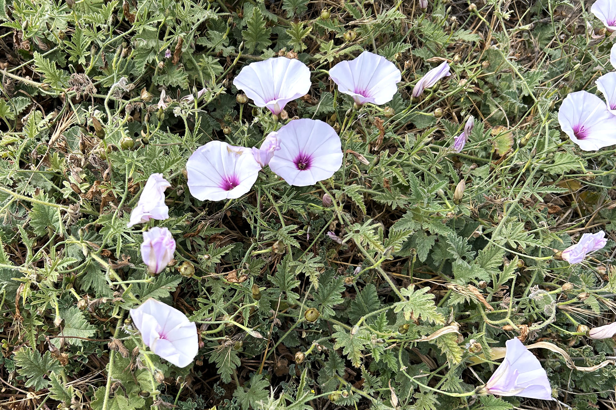 Kukkia karuilla kallioilla Agía Nápassa