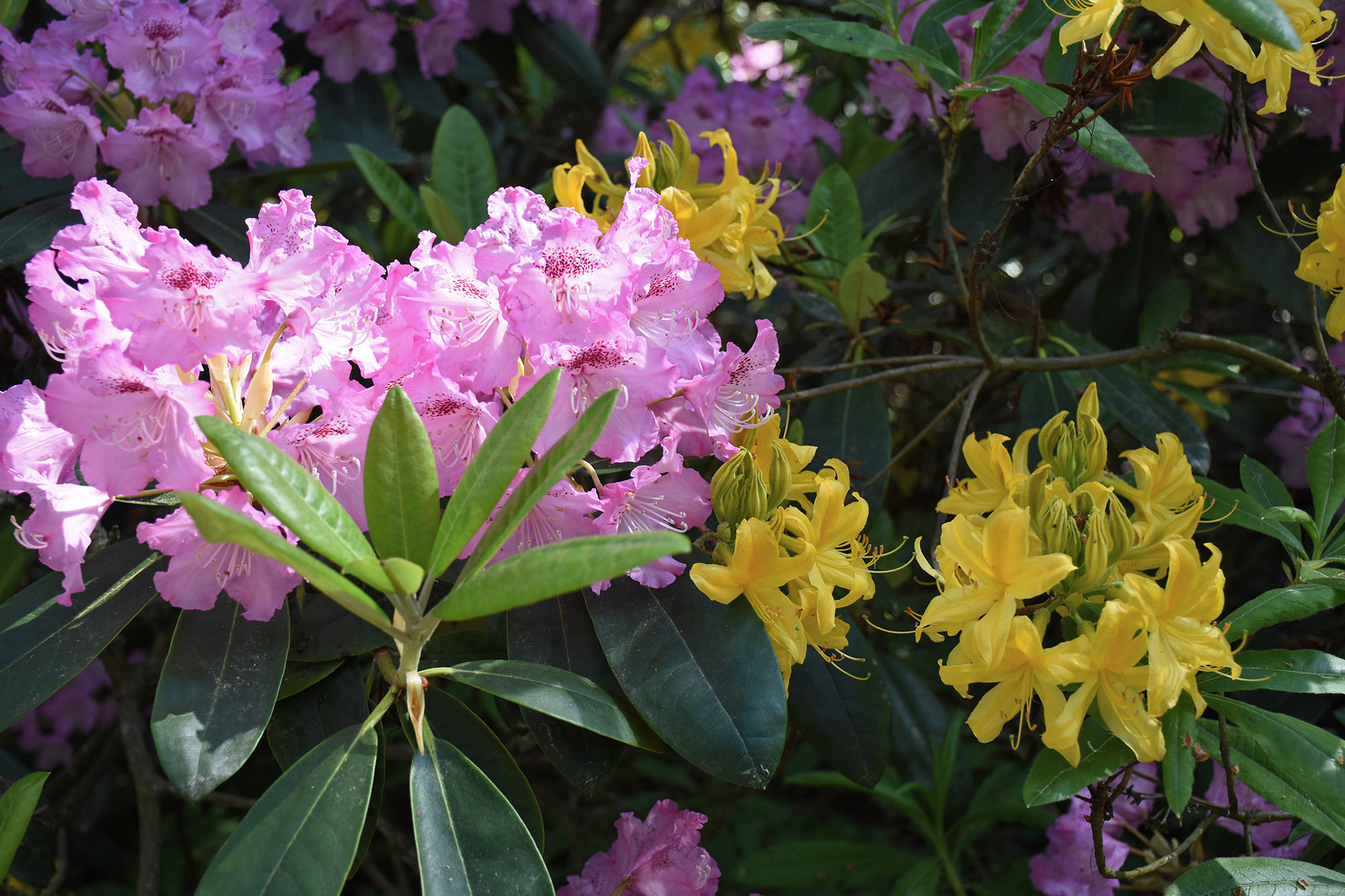 Alppiruusu ja atsalea