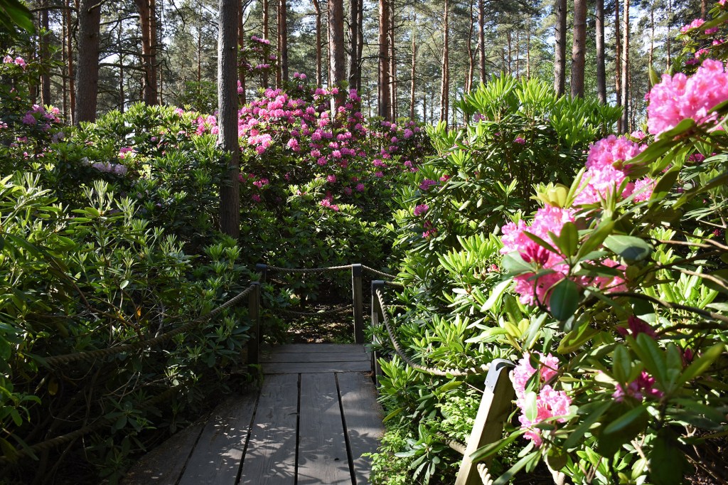 Pitkospuut Haagan Alppiruusupuistossa