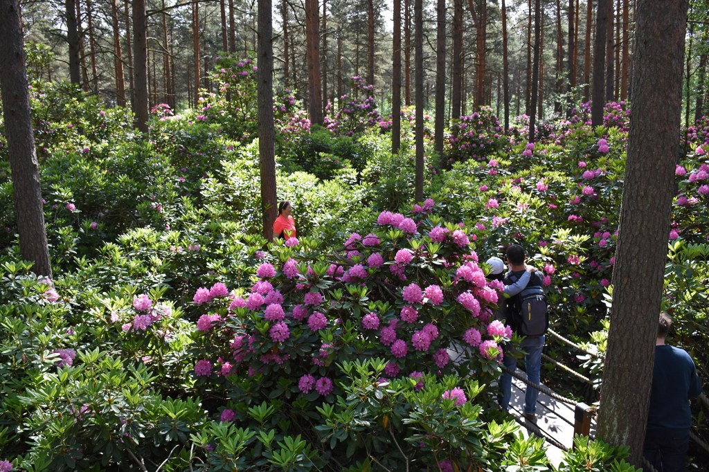 Näkymä Haagan Alppiruusupuiston katselulavalta