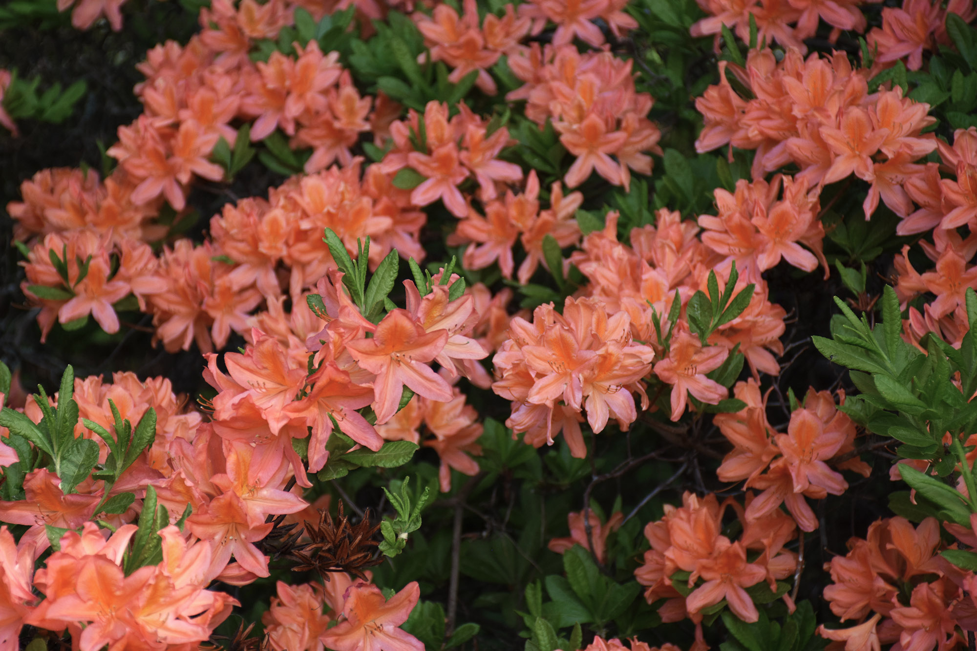 Oranssi atsalea Haagan Alppiruusupuistossa