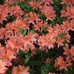 Haagan Alppiruusupuisto – väriloistoa keskellä kaupunkia