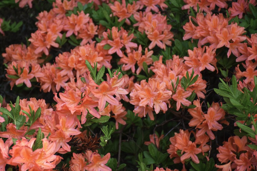 Oranssi atsalea Haagan Alppiruusupuistossa