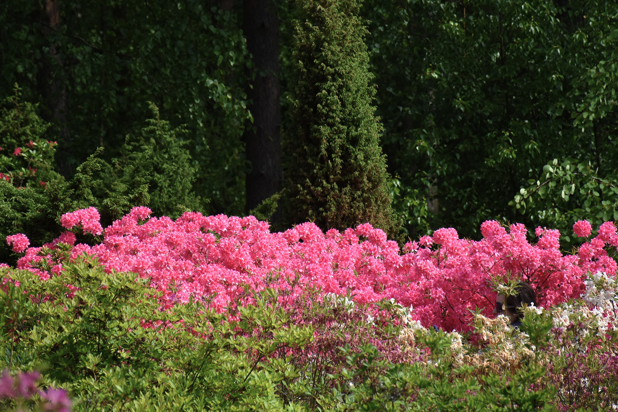 Pinkit alppiruusut Haagan Alppiruusupuistossa