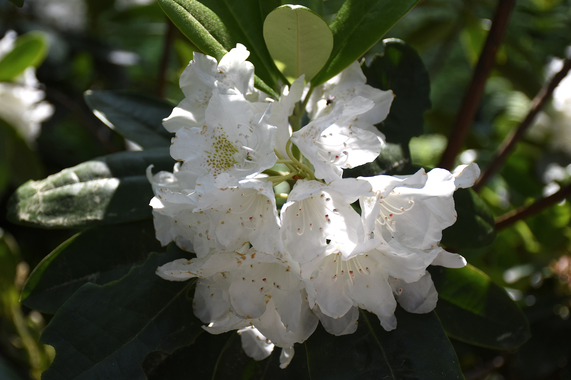 Valkoinen alppiruusu kesäkuussa 2025