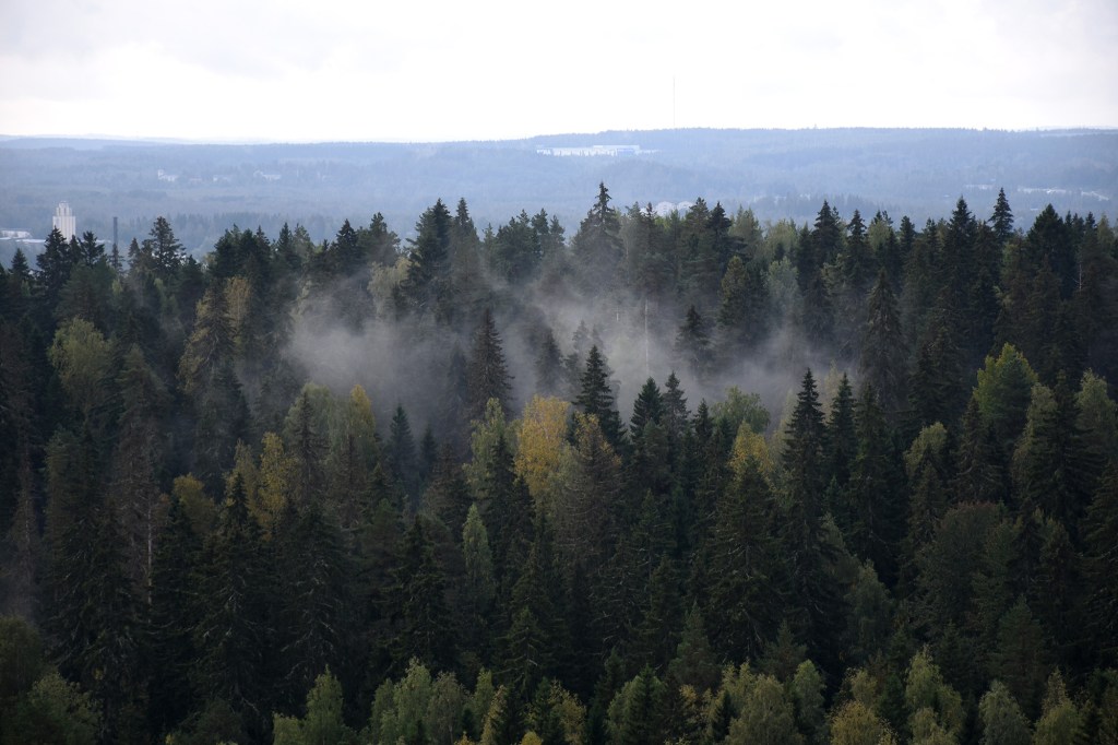 Aamu-usva Aulangon luonnonsuojelualueen metsässä