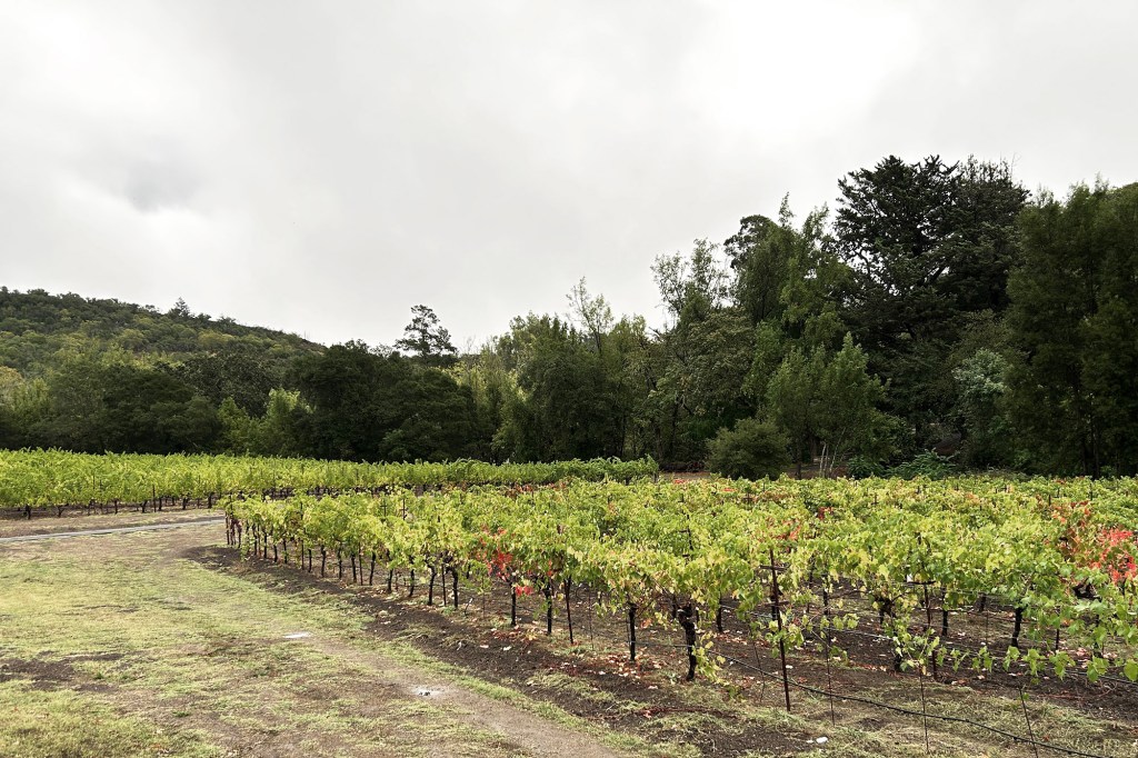 Bartholomew Estate - viiniköynnöksiä