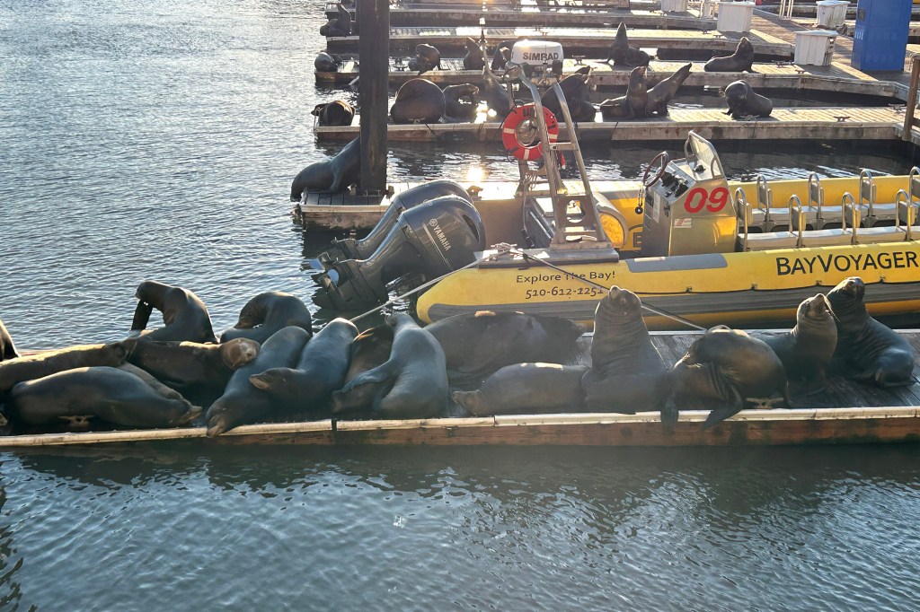 Merileijonia lepäilemässä Pier39:n venepaikoilla