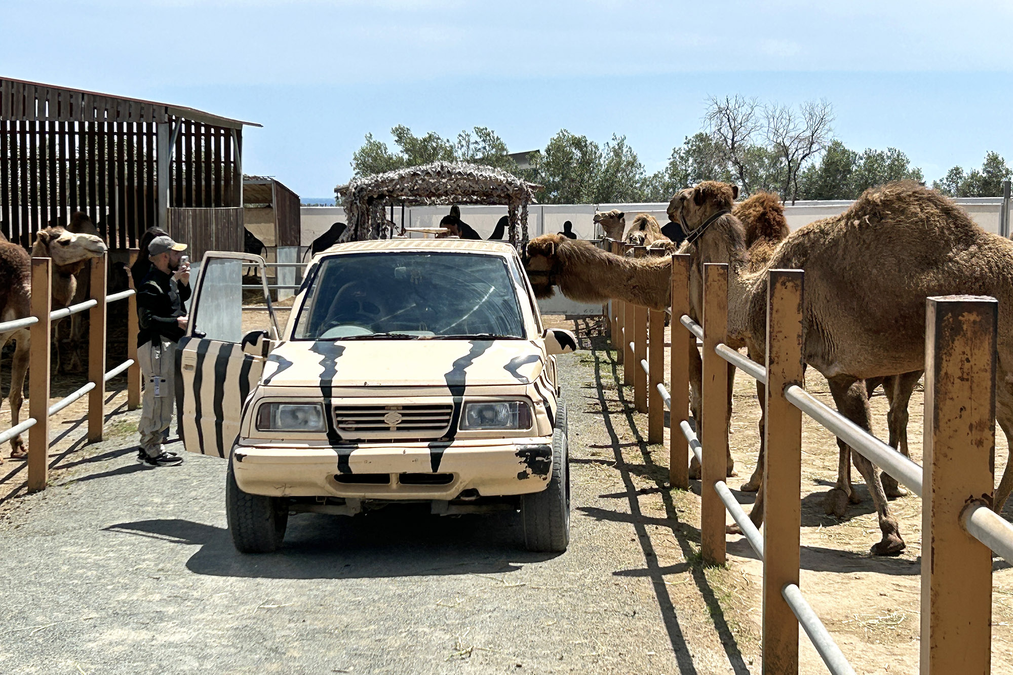 Kameleiden ruokintaa autosta, Camel Park Kypros