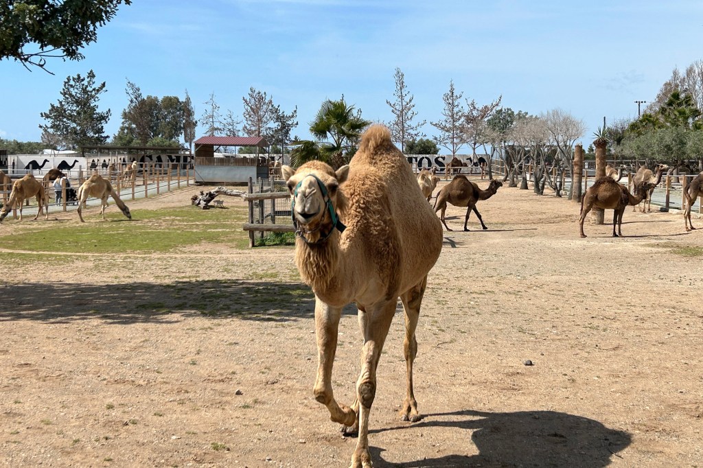 Kameli tulee tervehtimään Kyproksen Camel Parkissa