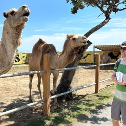 Kamelin kyydissä Kyproksella – Camel Park