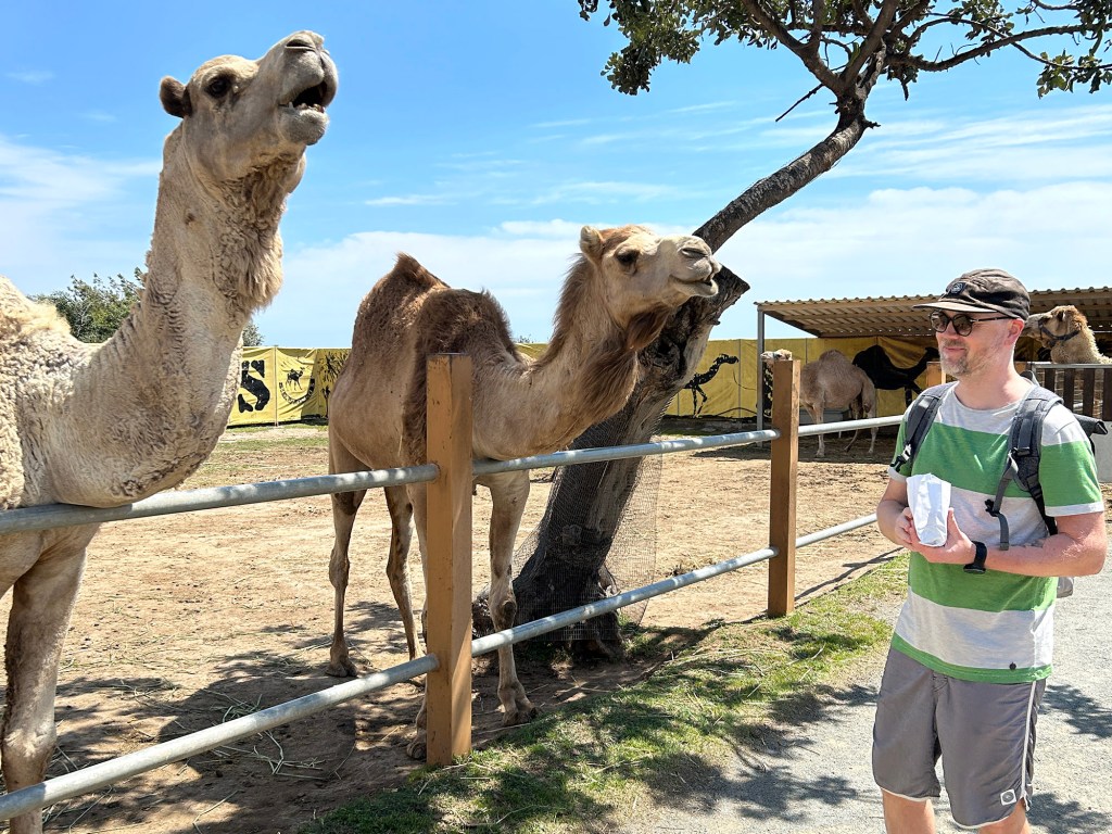 Kameleiden ruokintaa Kyproksen Camel Parkissa